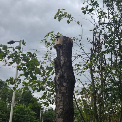 A new wooden bird box installed on a dead tree left in place at Outwood Station to attract wildlife