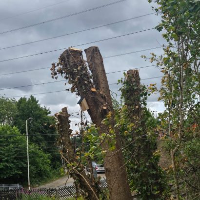 A new wooden bird box attached to a pollarded tree at Outwood Station