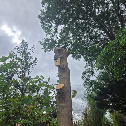 A new wooden bird box installed on a dead tree left in place at Outwood Station to attract wildlife